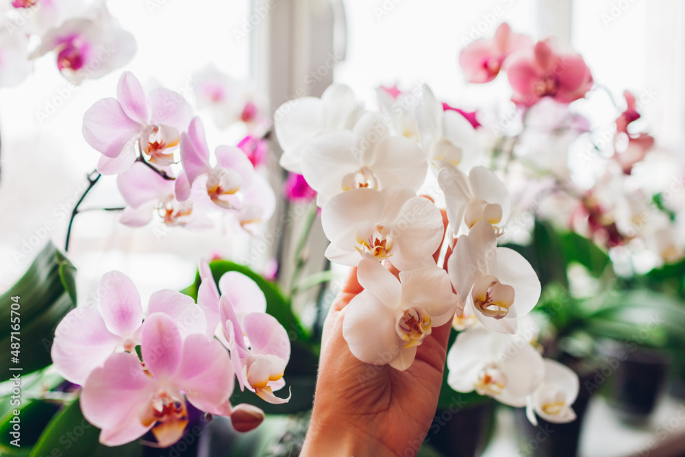 Woman enjoys orchid flowers on window sill. Girl taking care of home plants. White, purple, pink, yellow blooms - obrazy, fototapety, plakaty 