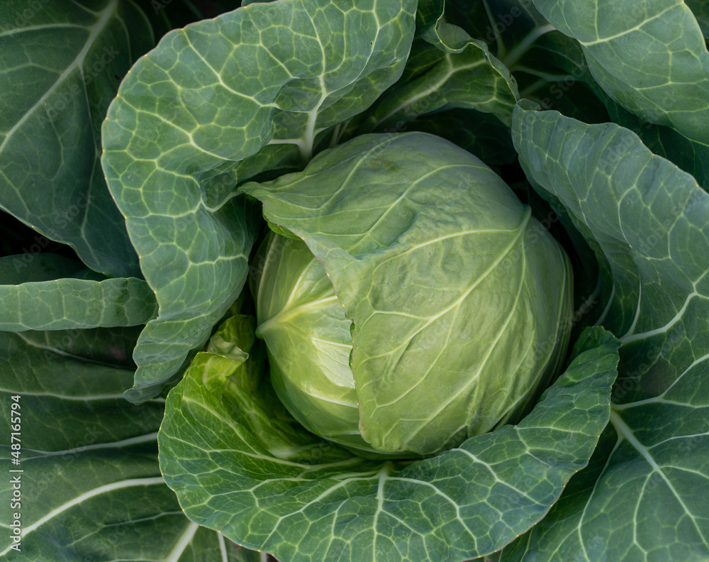 Obraz premium head of young green cabbage close-up.