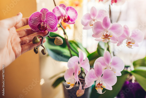 Fotografia Woman enjoys orchid flowers on window sill