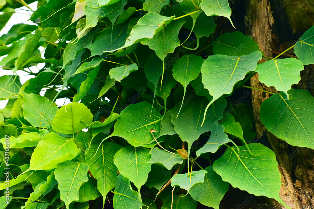 Ficus religiosa or sacred fig is a species of fig native to the Indian. Ficus religiosa or sacred fig is a species of fig native to the Indian.