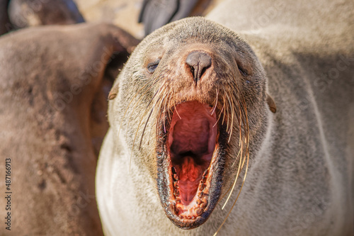 A brown fur seal (Arctocephalus pusillus) yawning, Cape Cross, Namibia. 