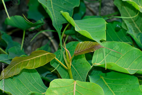 Ficus religiosa or sacred fig is a species of fig native to the Indian.