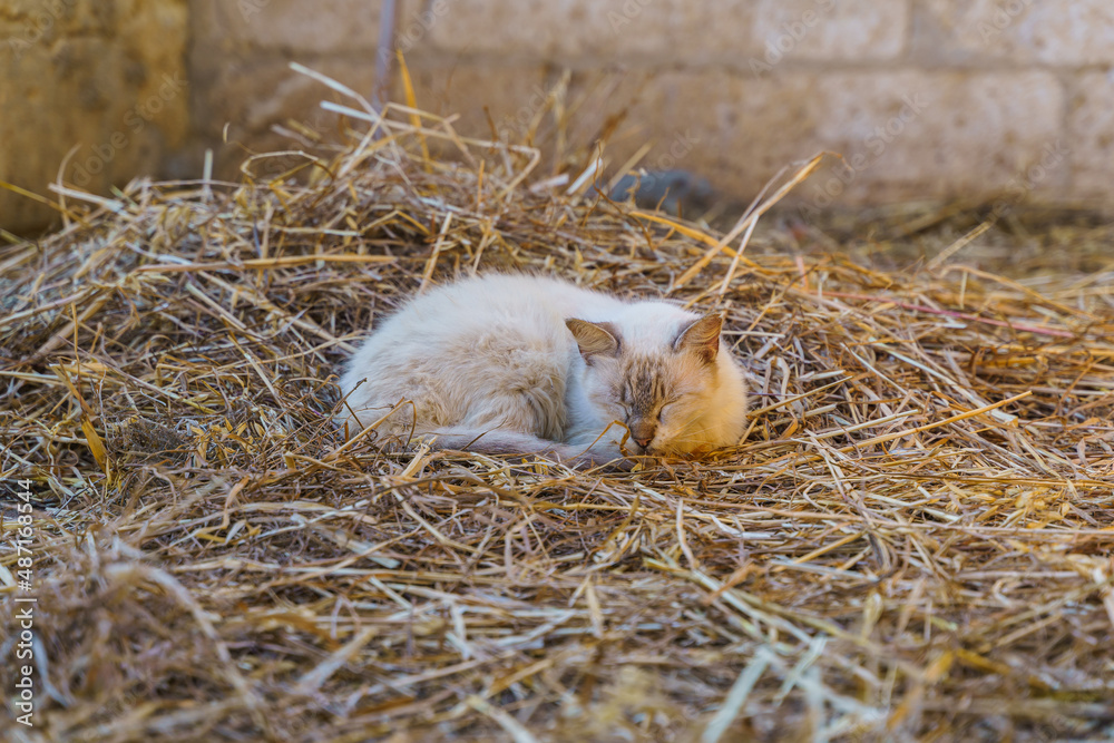 Cat sleeping in the straw Cat sleeping in the straw