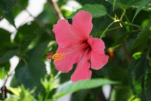 Shoe black plant with a natural background. Also called Hibiscus rosa Sinensis, Chinese hibiscus, China rose, Hawaiian hibiscus, rose mallow and shoeblack plant