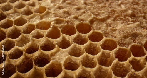 Close up shot of uncapped honey comb. Fresh honey in a honeycomb macro. Organic beekeeping. Wax cells close up. photo