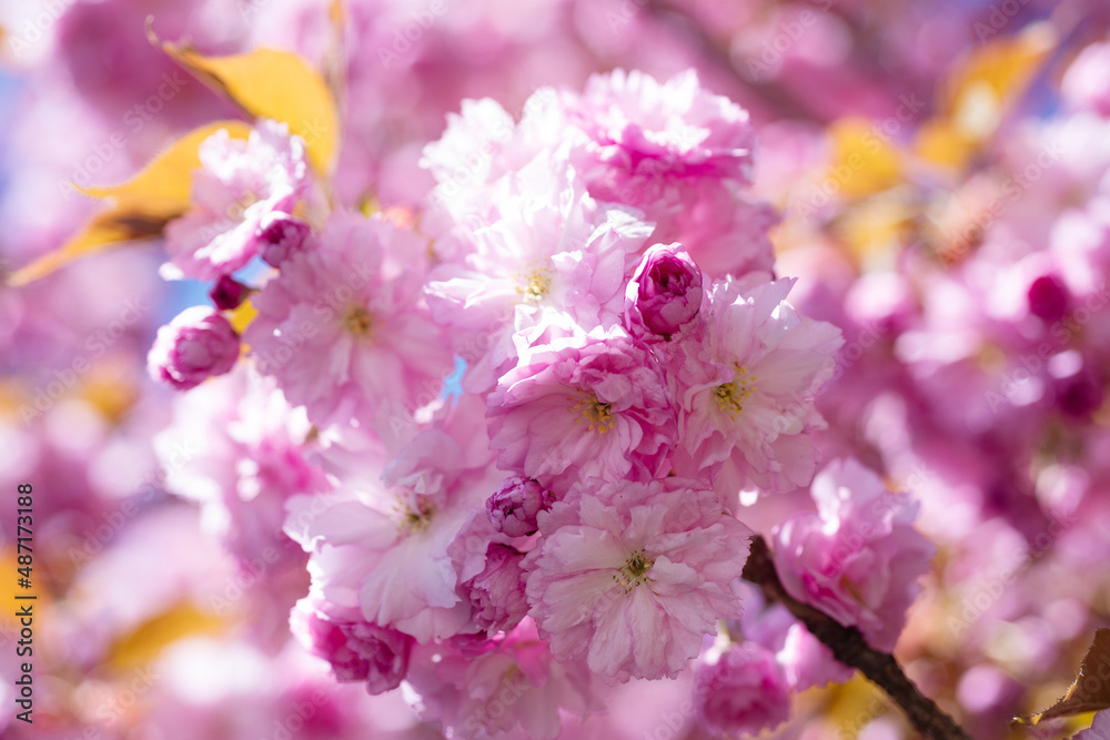 pink flowers of blooming sakura tree in spring. macro