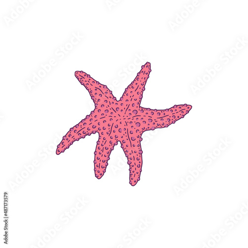Starfish pink. Vector wild ocean animal mollusk underwater life doodle line isolated illustration.