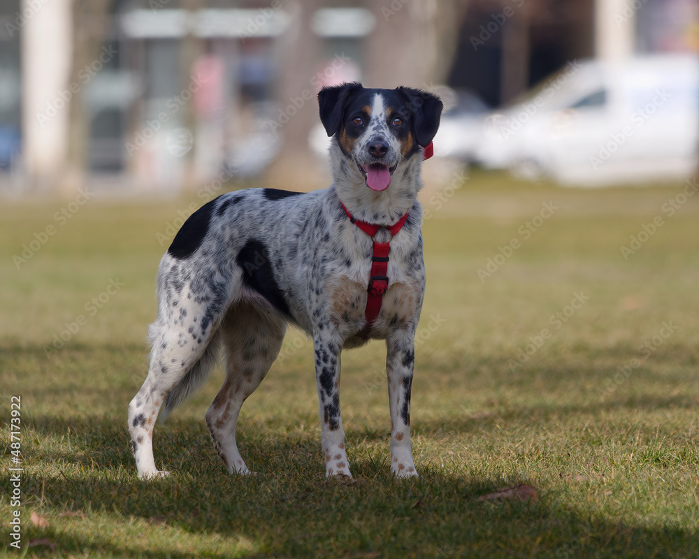 Close-up of a cute Bohemian Spotted Dog standing outdoors and looking at the camera Close-up of a cute Bohemian Spotted Dog standing outdoors and looking at the camera