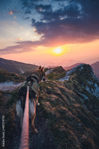 dog on a leash enjoying the beautiful view in the mountains during sunset © Wolfdography studio