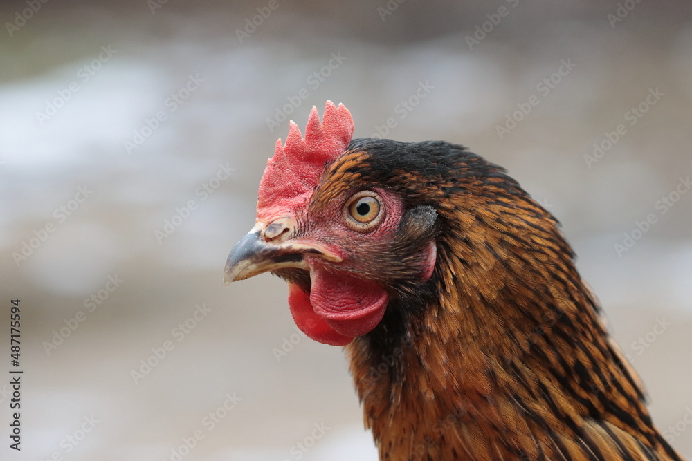 Portrait of a hen on a blurry background, profile 