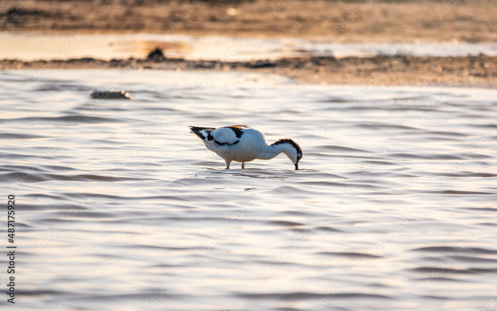 Fototapeta premium Water bird pied avocet, Recurvirostra avosetta, feeding in the lake. The pied avocet is a large black and white wader with long, upturned beak