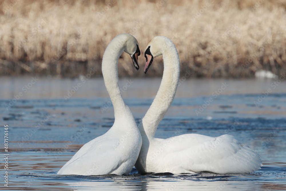 Fototapeta premium two swans in the lake, couple