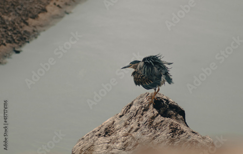 Beach Bird