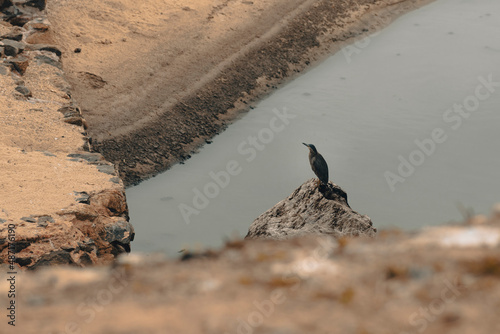Beach Bird