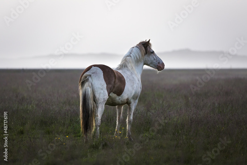 Horse in a misty field