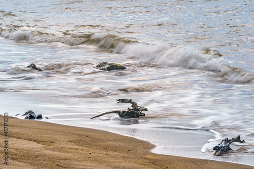 Driftwood and waves on the beach