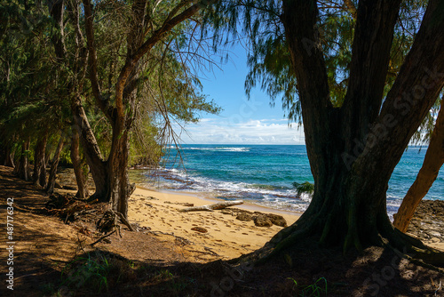 Trees on a tropical beach