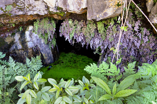 flowers on the rocks