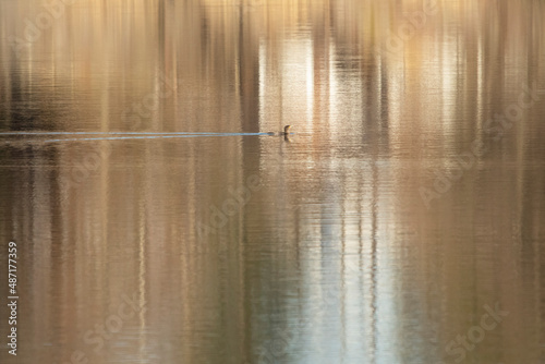 cormorant on a golden shimmering pond with reflection lines from the trees on the shore