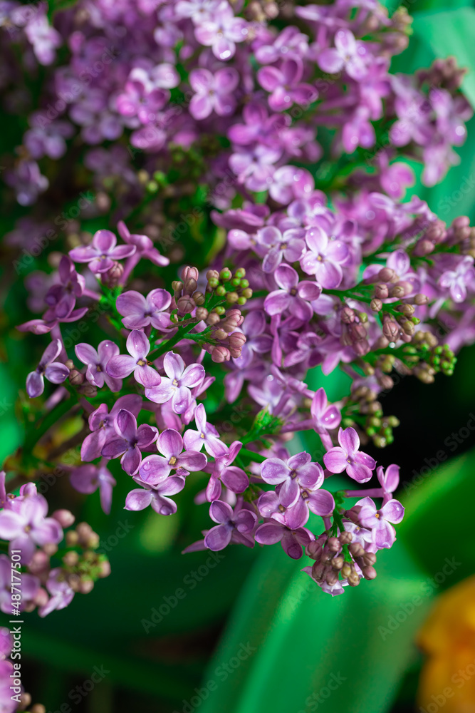 Lilac blossoming branches, soft selective focus Lilac blossoming branches, soft selective focus