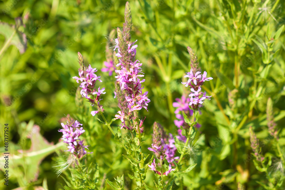 Purple loosestrife in bloom closeup view with blurred green plants on background Purple loosestrife in bloom closeup view with blurred green plants on background