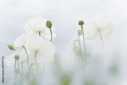 field of white poppies, also called opium. Papaver somniferum