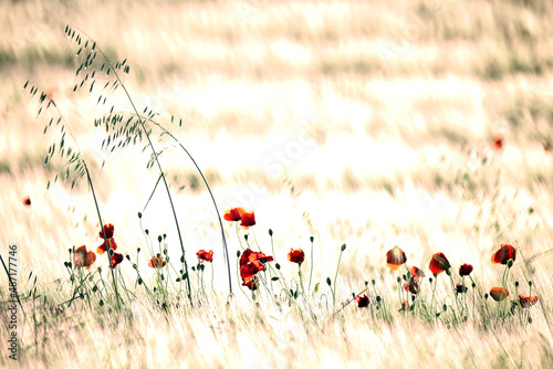 field of red poppies during spring. papaver rhoeas © Cavan