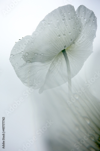 field of white poppies  also called opium. Papaver somniferum