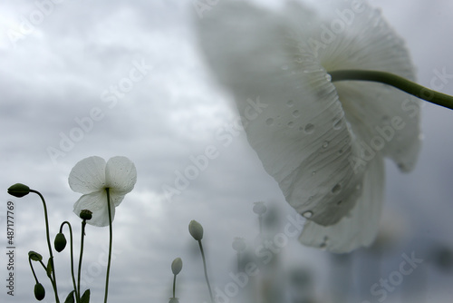 field of white poppies, also called opium. Papaver somniferum photo