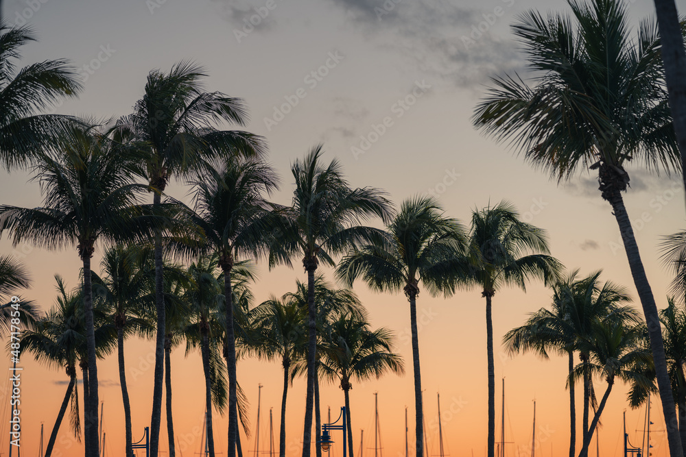 palms tropical views sunset beach miami