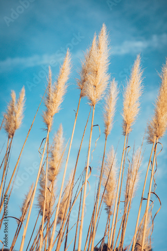 Spike grass swinging in wind with sky in the background