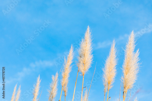 Spike grass swinging in wind with sky in the background