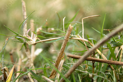 praying mantis on grass © sonar
