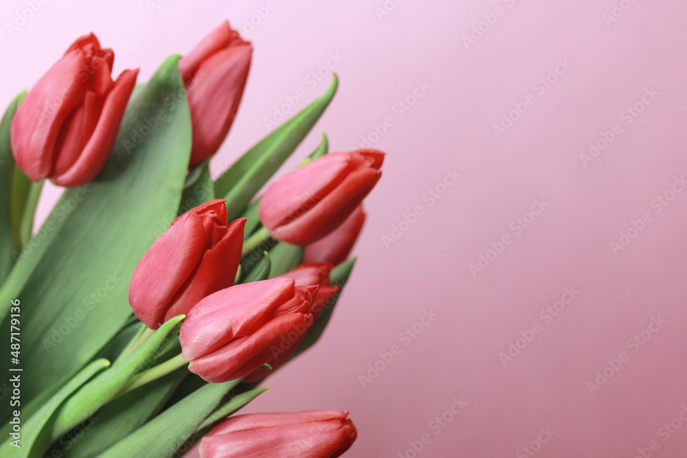 Red tulips with soft focus on pink background, top view, spring bouquet Red tulips with soft focus on pink background, top view, spring bouquet
