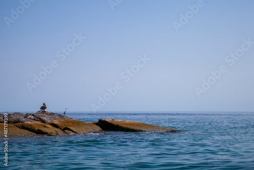 heron standing on rock sunbathing by the sea