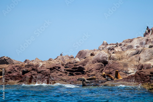 sea lions resting on the rocks