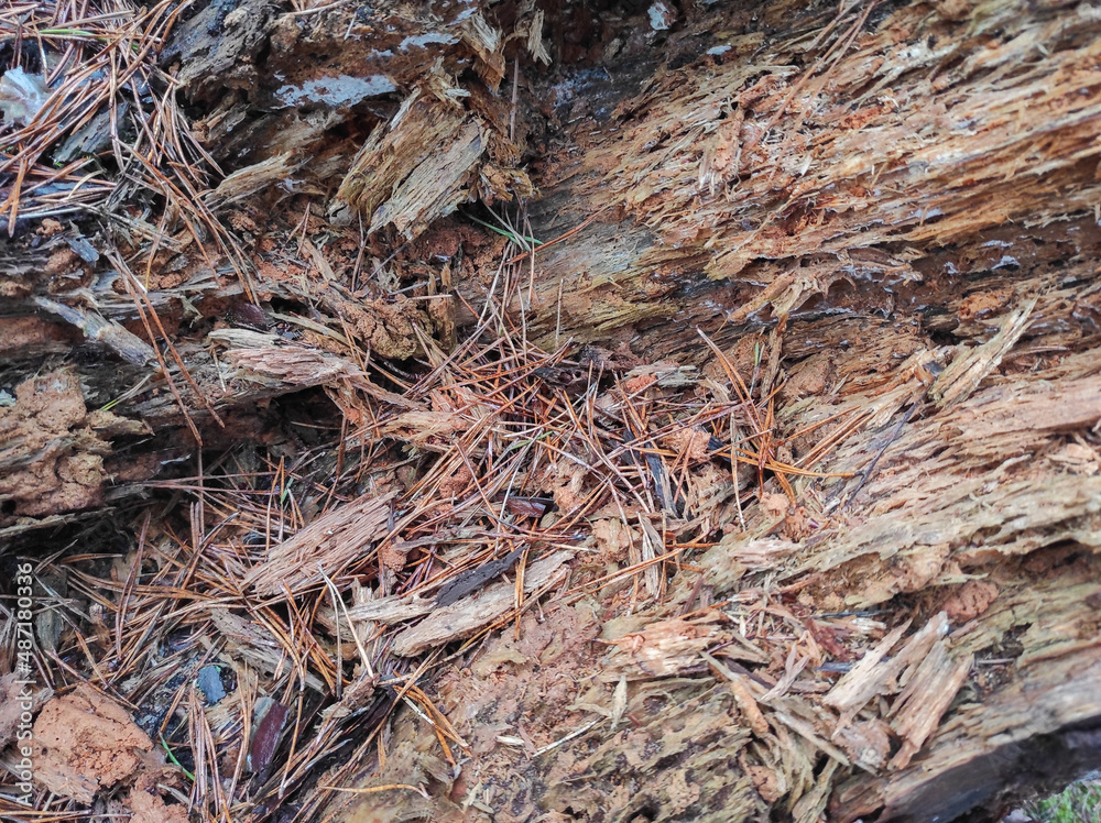 texture of wood texture of wood