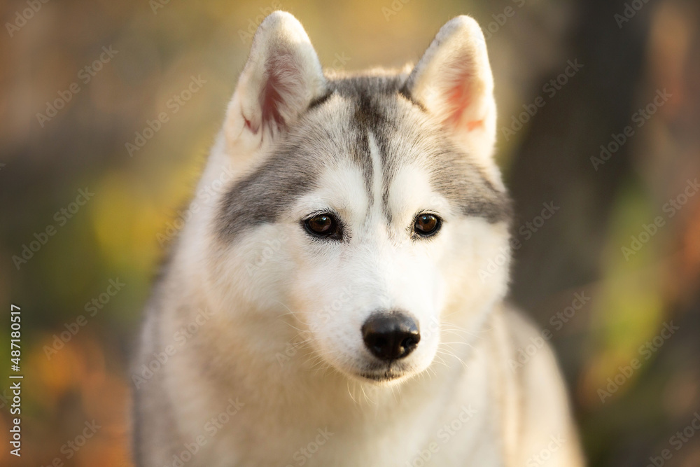 Portrait of gray and white siberian husky dog in the forest in autumn