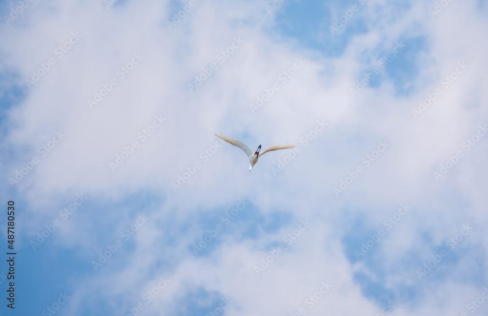 The flight of the little egret or Small White Heron. The flight of the little egret or Small White Heron.