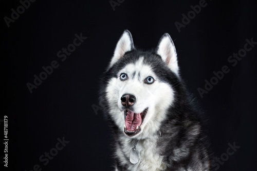 Portrait of Amazement cute Siberian Husky Dog opened mouth surprised on Isolated Black Background, front view