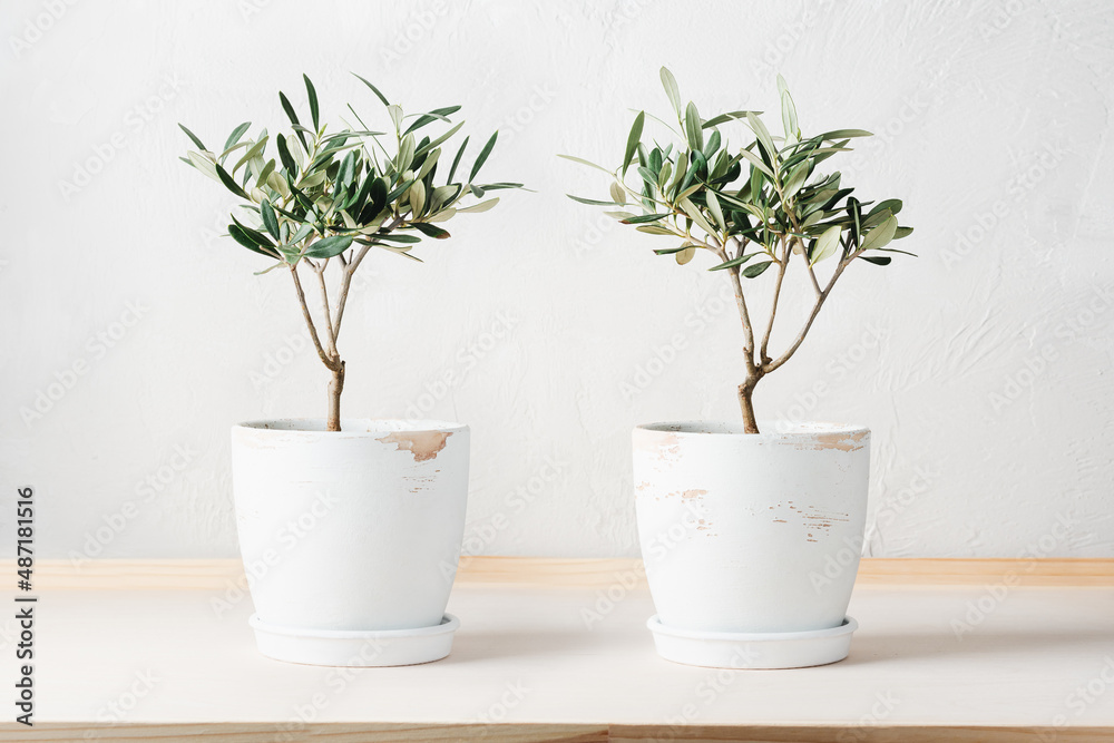 Two mini olive trees in pots.