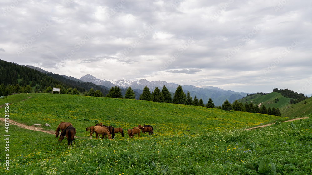 Horses on a green mountain pasture 
