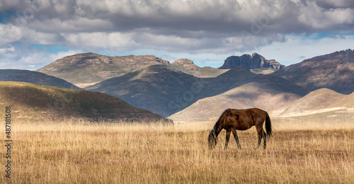 Travel to Lesotho. A lone horse grazes on dry grass in a mountain landscape © Louis-Michel DESERT