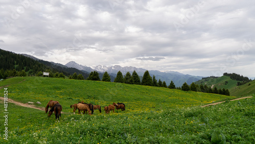 Horses on a green mountain pasture  © Daniil_98_03_09