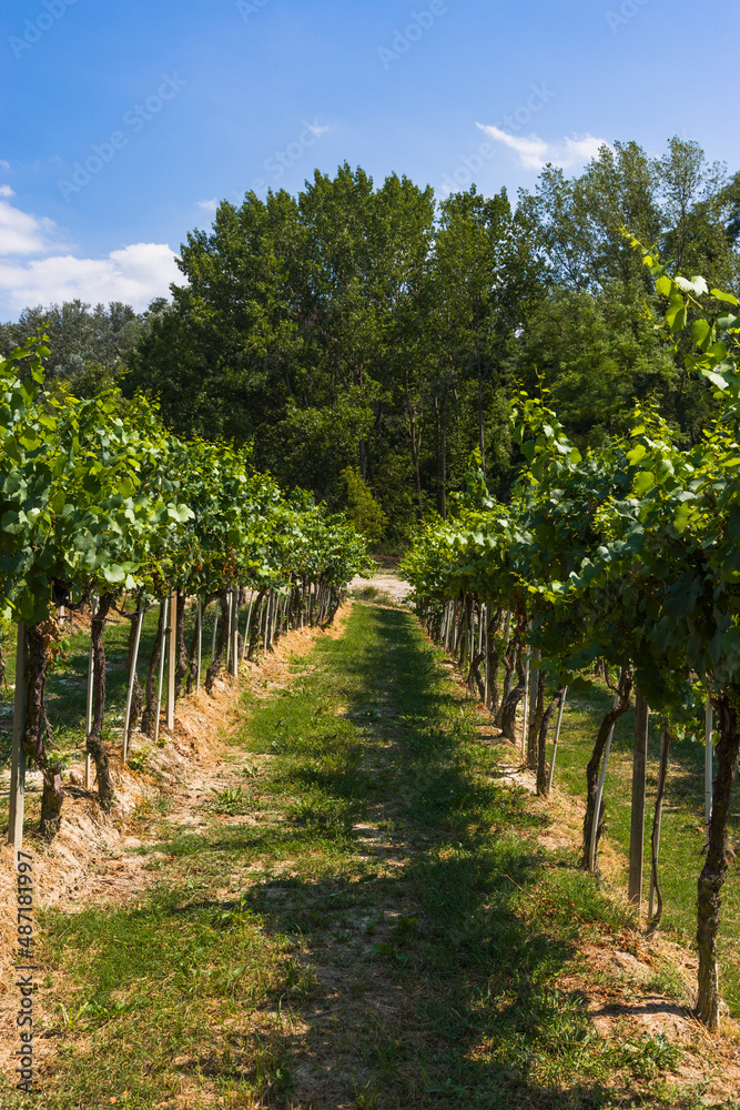 Vineyard, La Morra, Piedmont, Italy