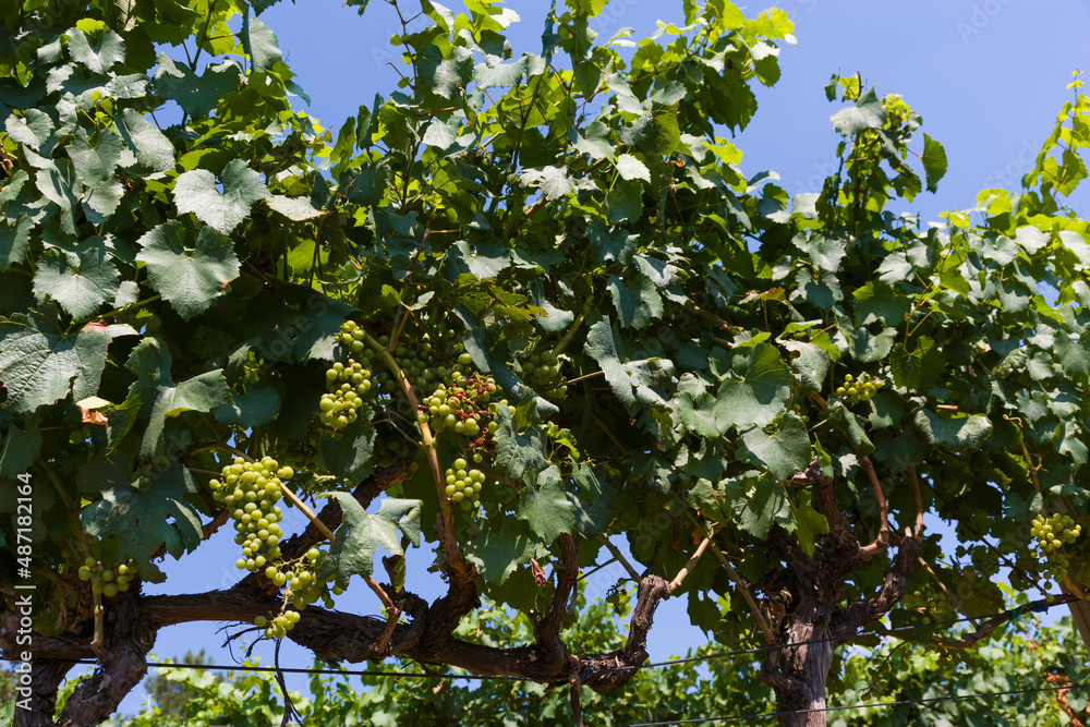 Green grapes in vineyard, La Morra, Piedmont, Italy