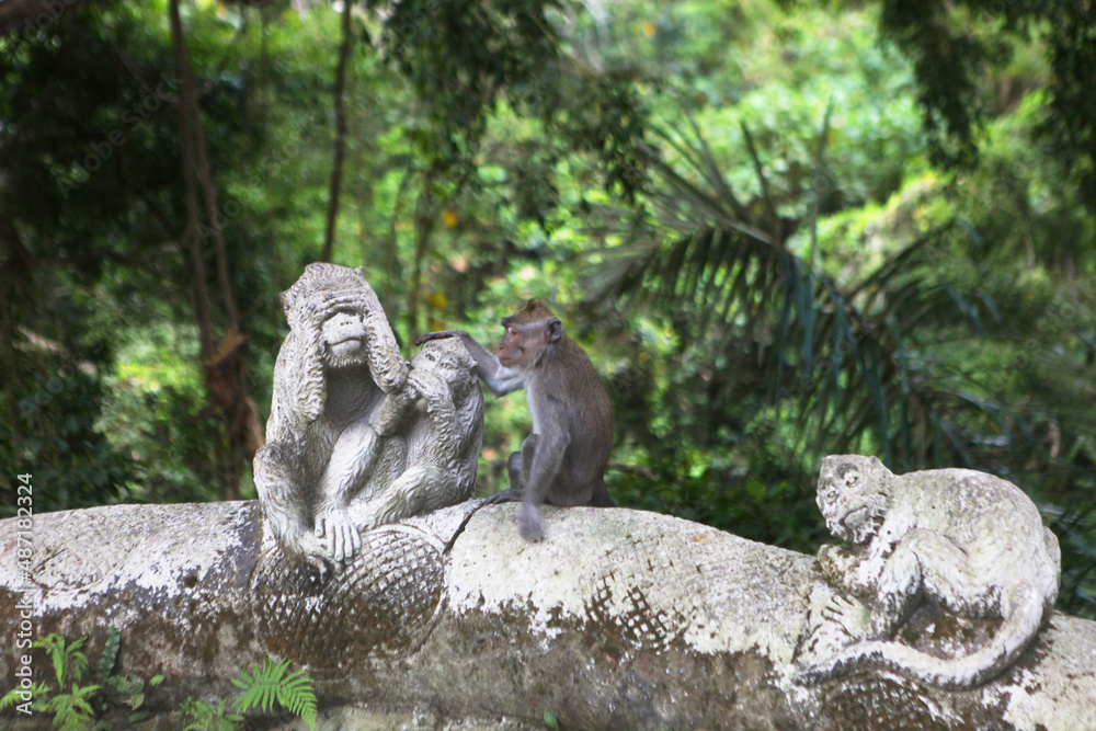 Obraz premium sad monkey