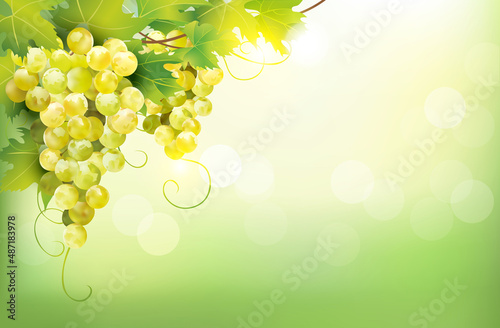 Clusters of ripe white grape on sunny background. Vector illustration. 