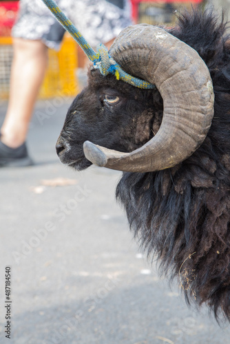 Head of a leashed old ram with shaggy coat and huge horns at a traditional farmer‘s market in Burgundy, France photo