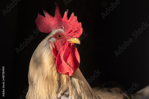 Portrait of a rooster in a chicken coop.